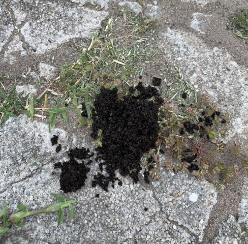 gardening with coffee grounds - large amounts go on weeds to kill them